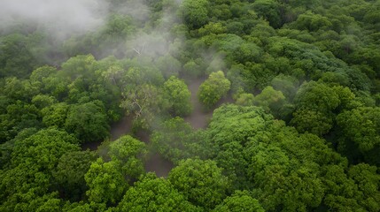 Naklejka premium Lush green treetops veiled in soft mist