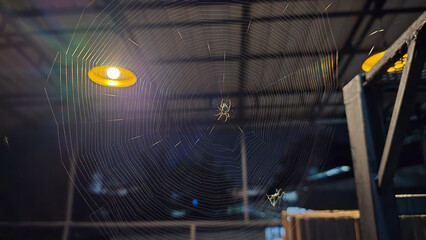Spiders are making webs at home at night. Spiders and spider nests are in front of orange lamps....