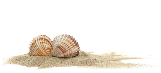 Obraz na płótnie Canvas Two seashell in beach sand isolated on white background, side view