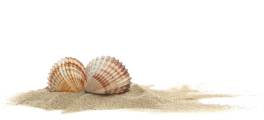 Two seashell in beach sand isolated on white background, side view