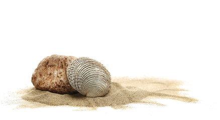 seashell in beach sand isolated on white background, side view