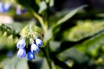 Delicate blue blossoms emerging amidst vibrant green foliage in a tranquil garden setting during...