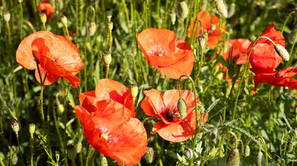 Vibrant poppies blooming in a sunlit meadow, showcasing nature's beauty and colors during the warm...