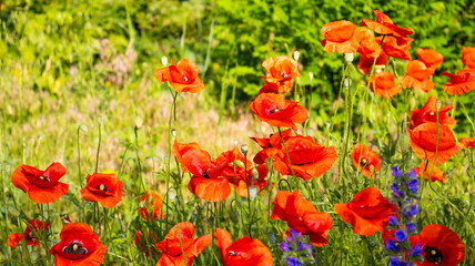Vibrant field of red poppies blooming in the warm sunlight with lush greenery surrounding the flowers