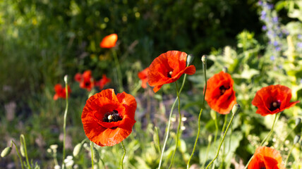 Vibrant red poppies bloom in lush green garden, swaying gently in the warm sunlight of a tranquil afternoon