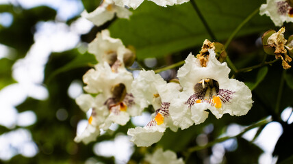 Delicate white flowers bloom in warm sunlight, attracting bees and enhancing the lush greenery of a...