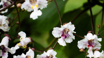 Delicate white flowers with intricate markings bloom gracefully in a lush green garden on a sunny afternoon