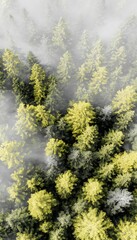Aerial view of foggy forest trees