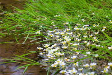 The riparian strip of water is adorned with a scattering of small white flowers with bright yellow...