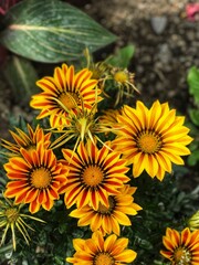 Yellow Flower In Garden