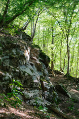 Moss-covered rock face in a vibrant green forest with sunlight illuminating the trees and a path...