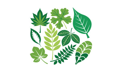 Collection of green leaves various shapes