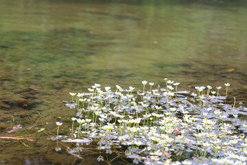 On this photo, a group of small white flowers with yellow centers is visible, floating on the surface of a water body. They create a delicate accent against the clear water, which reflects the underwa