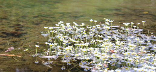 Water flowers with white petals and yellow centers grow abundantly on the clear surface of a shallow water body. Their presence against the murky water with fallen leaves creates a delicate yet contra
