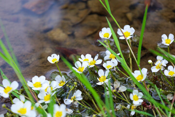 A natural close-up of wild white flowers with yellow centers growing in water. The scene, filled...
