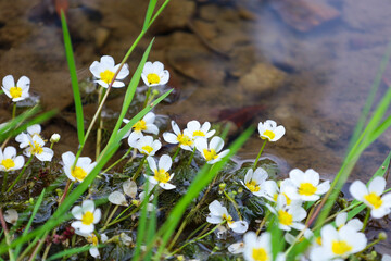 A macro shot of delicate white flowers with bright yellow centers submerged in clear water. This...