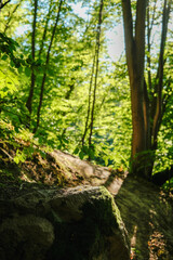 Fototapeta premium Sunlit forest path leading into lush greenery, with a mossy rock in the foreground.