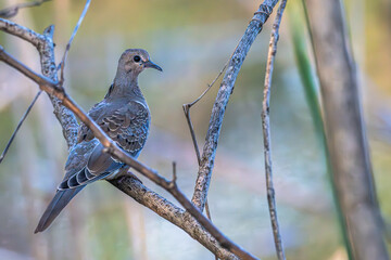 Mourning dove perched on a tree branch.