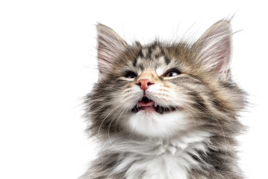 Fluffy tabby kitten meowing with open mouth isolated on transparent background