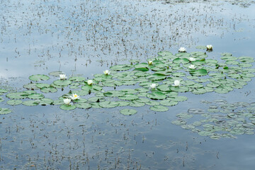 Group flowers lotus of white water lily grows and bloom in river. Nymphaea alba it has roots are long and floating wide green leaves. Blossom herbaceous aquatic plant of family nymphaeum in lake.
