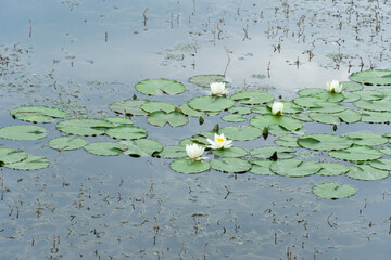Group flowers lotus of white water lily grows and bloom in river. Nymphaea alba it has roots are...