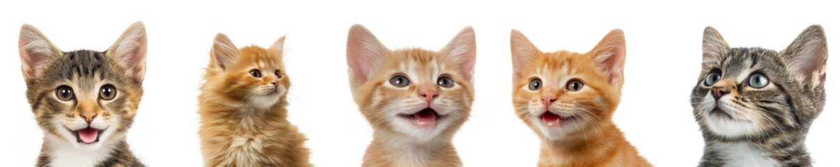 Fototapeta premium Group of adorable kittens looking up isolated on transparent background