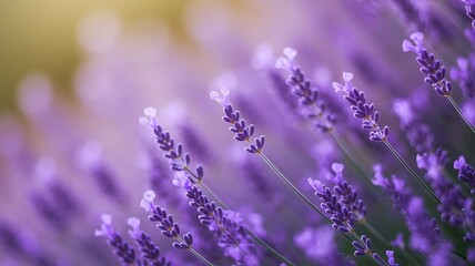 Close Up of Purple Lavender Flowers in Soft Focus