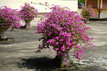 Pink Bougainvillea in a pot