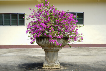 Pink Bougainvillea in a pot