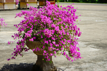 Pink Bougainvillea in a pot