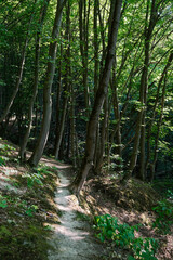 Obraz premium Sunlit forest trails winding uphill through dense, vibrant green woodlands.