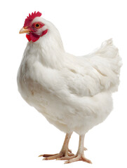 Fototapeta premium chicken on white background