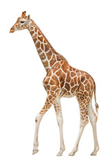 Obraz premium giraffe on white background