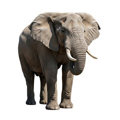 An elephant against a transparent background