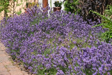 Blooming flowers of Lavandula angustifolia in garden, commonly known as lavender, is a medicinal plant