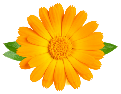 Single Blooming Calendula Flower with Orange Petals and Green Stem, Transparent PNG - Powered by Adobe