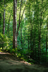 Fototapeta premium Winding forest path illuminated by dappled sunlight, surrounded by tall trees and lush green foliage.