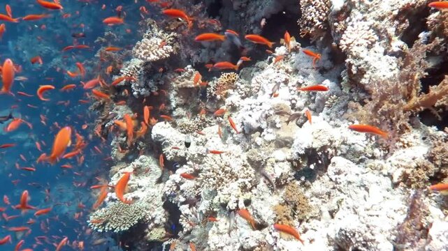 A vibrant coral reef teeming with anthias fish in the tropical sea