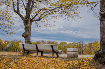 The bench is empty in the autumn park, there are yellow leaves on the ground and trees