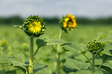 bright sunflower in bloom during flowering phase