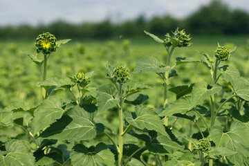 early vegetative emergence of a young sunflower plants from soil