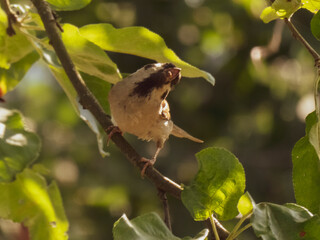 Close-up of a Small Sparrow Perched on a Branch Among Green Leaves