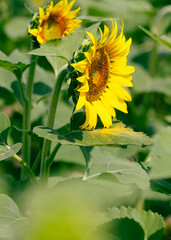 close up of sunflower with yellow pollen on leaf in natural light