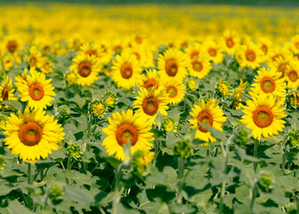 bright full bloom sunflower standing tall in a sunlit field
