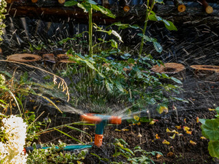Automatic Sprinkler System Watering a Lush Garden in Sunlight