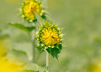 bright sunflower in bloom during flowering phase