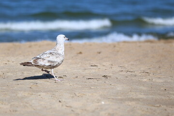 A seagull on a sandy beach with the sea in the background