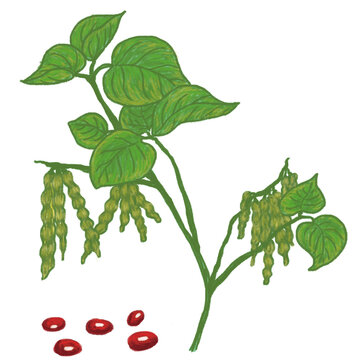 Red bean plant illustration 植物 插畫 紅豆