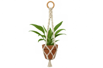 Macrame plant hanger supporting terracotta pot with verdant foliage, crafted against clean white backdrop for versatile design application