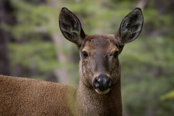 Female huemul - Close up